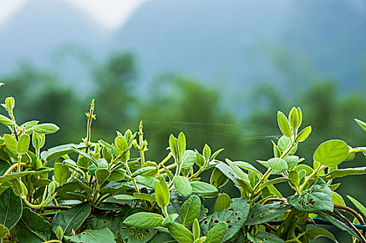 dự đoán xổ số quảng ngãi 100