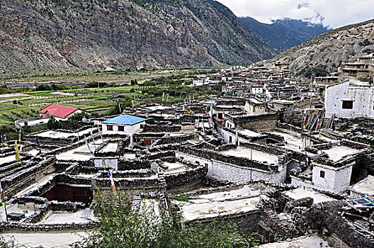 rong bach kim 366