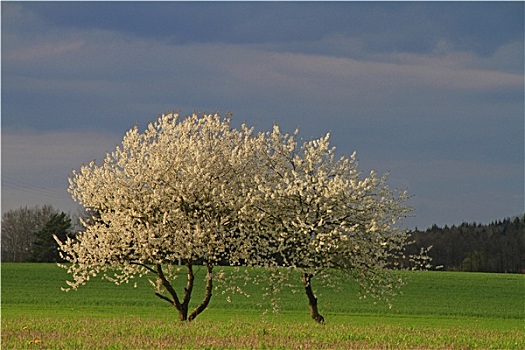 www soi cau bach thu