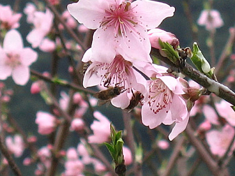 soi cau 3s