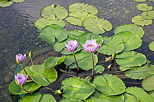 soi cau thu
