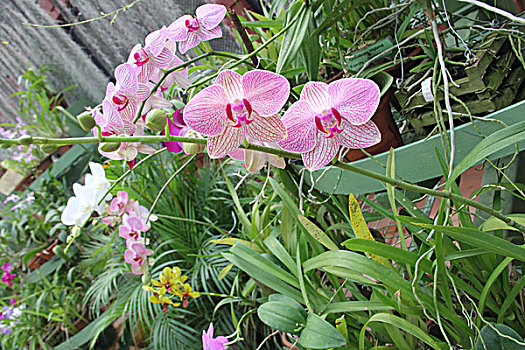 soi cau mb rong bach kim