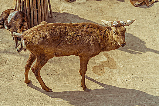 soi cau 8512