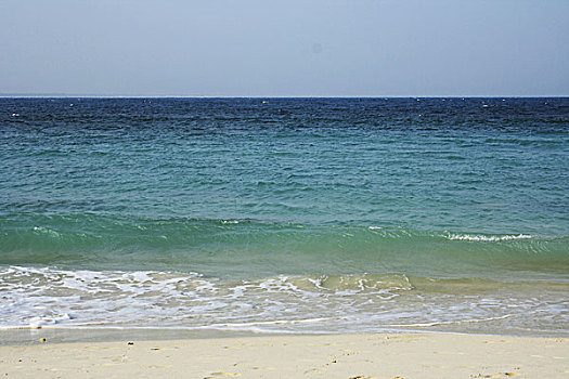 bạch thu lo de