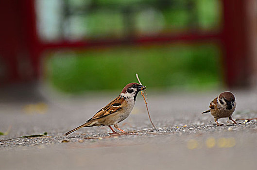 soi cầu thủ đô
