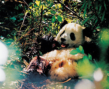 tổng đài soi cầu lô đề