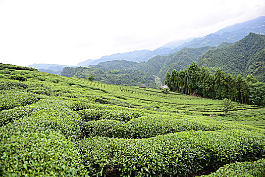 soi cầu thủ đô