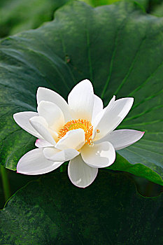 du doan xo so ninh thuan