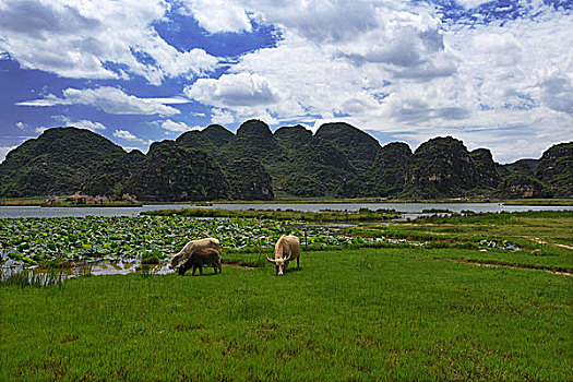 số kết quả