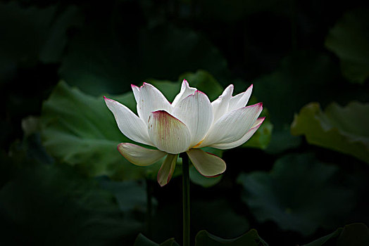 soi cau may man