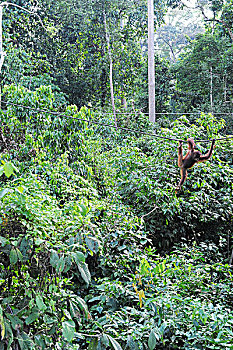 soi cau bach thu xsmb