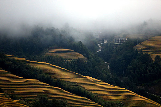 soi cau qtri