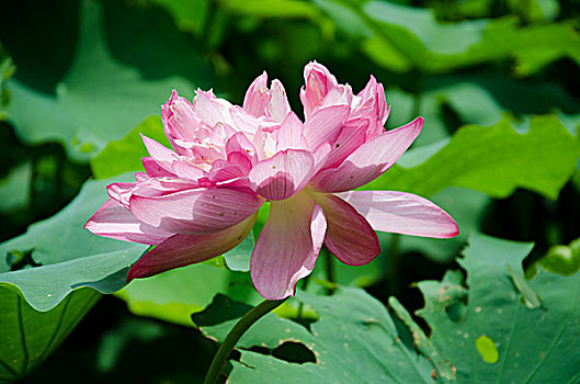 soi cau 6666