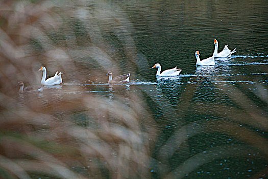 du doan ag