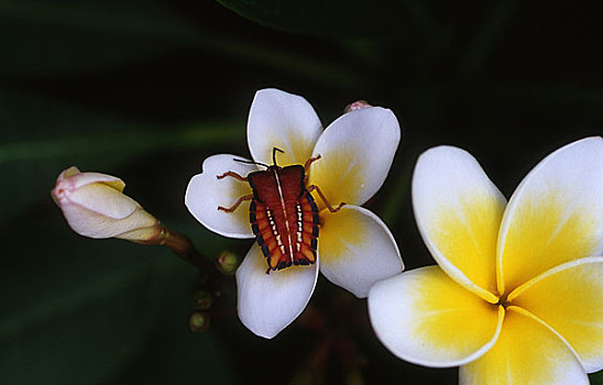 xổ số minh ngọc hôm nay