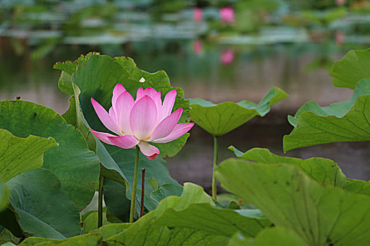 4 số vip