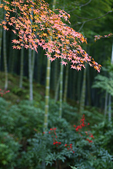 soi cau bach thu mien phi