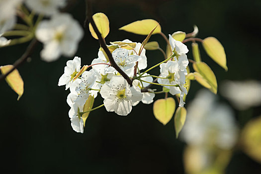 cách chơi lô miền nam