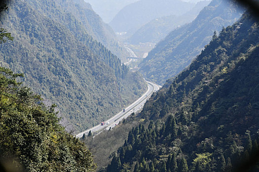 soi cau bach thu lo de