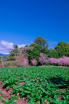 soi cau bach thu lo to