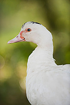 du đoan xs 3 mien