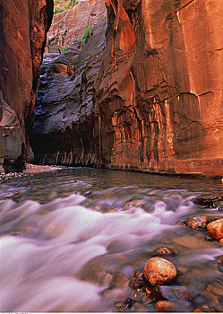 rong bach kim mien bac
