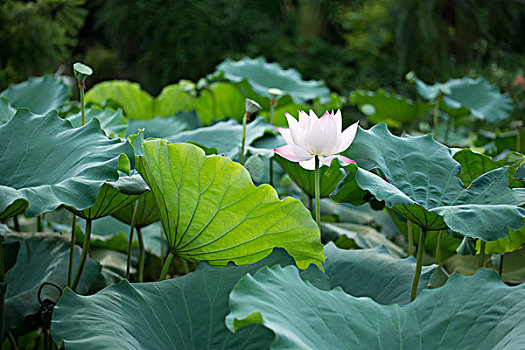 soi cau thang