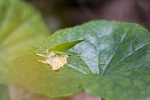 soi cầu xổ số gia lai
