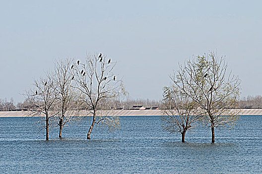 bạch thủ 3 càng