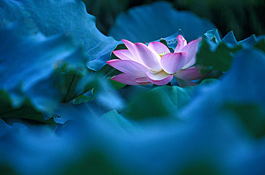 web danh lo de truc tuyen