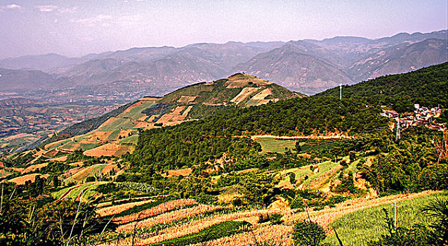 cau bach thu
