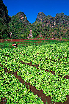 thống kê lô rơi