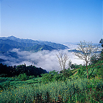 soi cau bach thu ngay hom nay