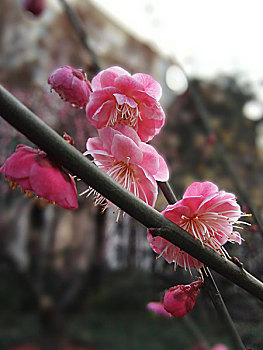 kết quả xổ số thủ đô