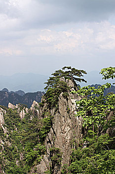 soi cau mb bach thu