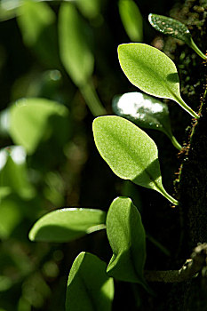 ghi đề online