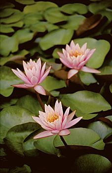 xsmn phuong trang