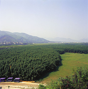 soi cầu rong bạch kim