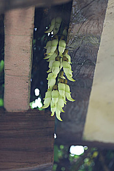 soi cầu lô bạch thủ