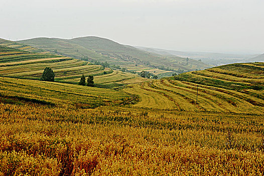 soi cau 89