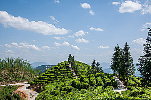 sx ca mau