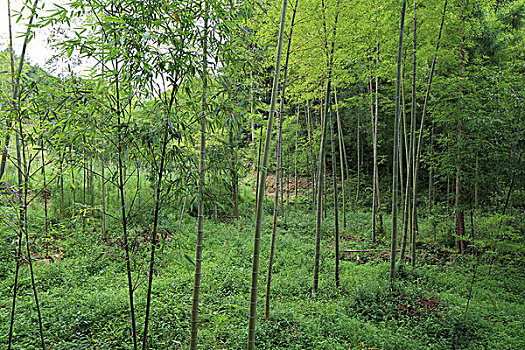 du doan m trung