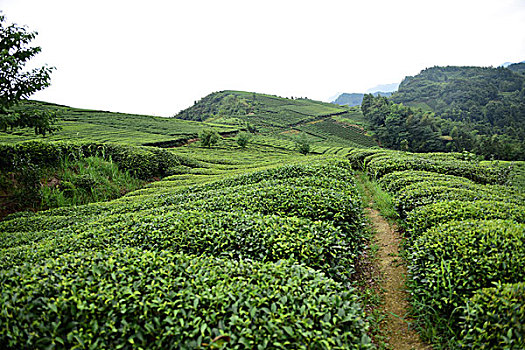 bạch thủ lô 88