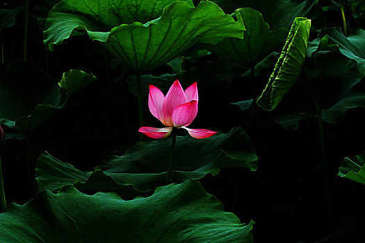 soi cau thu đo