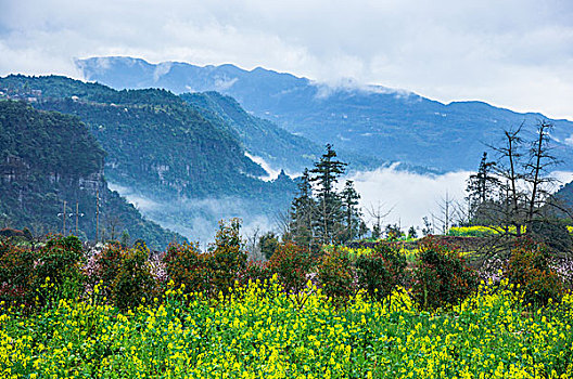 soi cau lo khung ba ngay