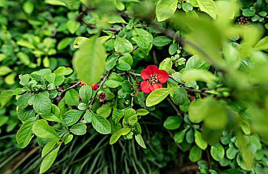 soi cau lo kep khung 2 ngay