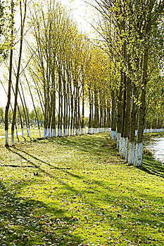 cau rong bach kim