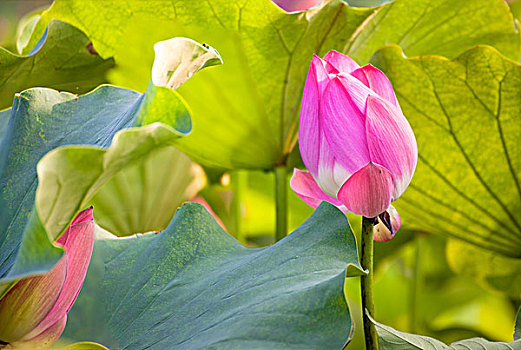 soi cau rong bach kim 888