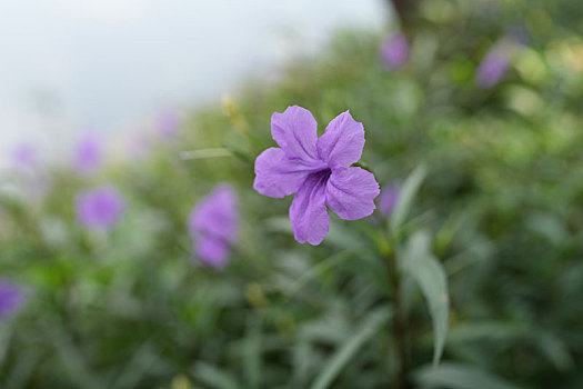 soi cầu pascal