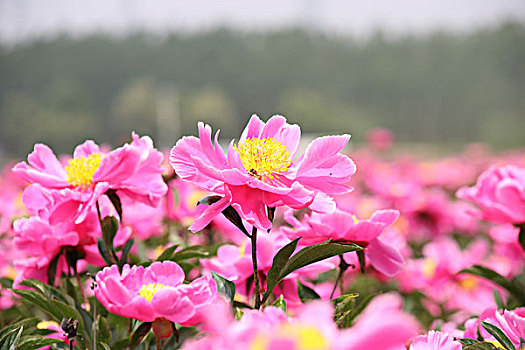 soi bạch thủ lô miễn phí